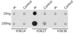 Invitrogen H3K27ac Polyclonal Antibody 100 μL; Unconjugated:Antibodies,