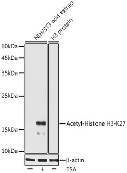 Invitrogen H3K27ac Polyclonal Antibody 100 μL; Unconjugated:Antibodies,