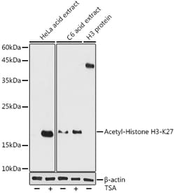 Invitrogen H3K27ac Polyclonal Antibody 100 μL; Unconjugated:Antibodies,