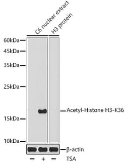 Invitrogen H3K36ac Polyclonal Antibody 100 &mu;L; Unconjugated:Antibodies,