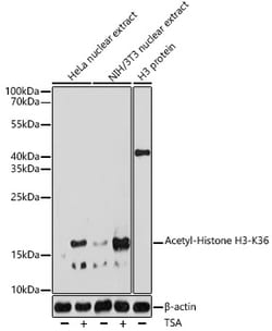 Invitrogen H3K36ac Polyclonal Antibody 100 &mu;L; Unconjugated:Antibodies,