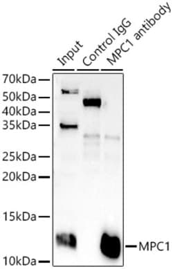 Invitrogen BRP44L Polyclonal Antibody 100 μL; Unconjugated:Antibodies,