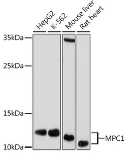 Invitrogen BRP44L Polyclonal Antibody 100 μL; Unconjugated:Antibodies,