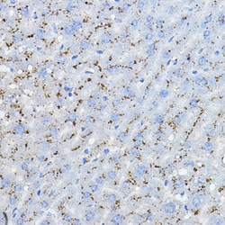 Invitrogen BRP44 Polyclonal Antibody 100 &mu;L; Unconjugated:Antibodies,