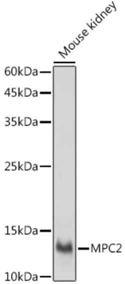 Invitrogen BRP44 Polyclonal Antibody 100 &mu;L; Unconjugated:Antibodies,