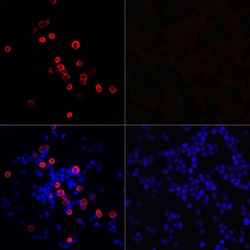 Invitrogen SARS-CoV-2 3CLpro Polyclonal Antibody 100 &mu;L | Buy Online | Invitrogen&trade; | Fisher Scientific