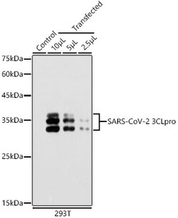Invitrogen SARS-CoV-2 3CLpro Polyclonal Antibody 100 &mu;L | Buy Online | Invitrogen&trade; | Fisher Scientific