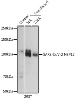 Invitrogen SARS-CoV-2 NSP12 Polyclonal Antibody 100 &mu;L; Unconjugated:Antibodies,