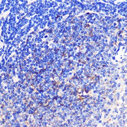Invitrogen CD137 (4-1BB) Polyclonal Antibody 100 &mu;L; Unconjugated:Antibodies,