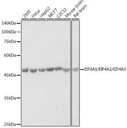 Invitrogen EIF4A1/EIF4A2/EIF4A3 Polyclonal Antibody 100 &mu;L; Unconjugated:Antibodies,