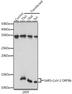 Invitrogen SARS-CoV-2 ORF9b Polyclonal Antibody 100 &mu;L; Unconjugated:Antibodies,