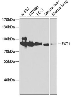 Invitrogen EXT1 Polyclonal Antibody 100 &mu;L; Unconjugated:Antibodies,