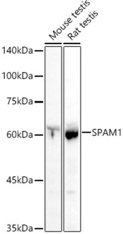 Invitrogen SPAM1 Polyclonal Antibody 100 &mu;L; Unconjugated:Antibodies,