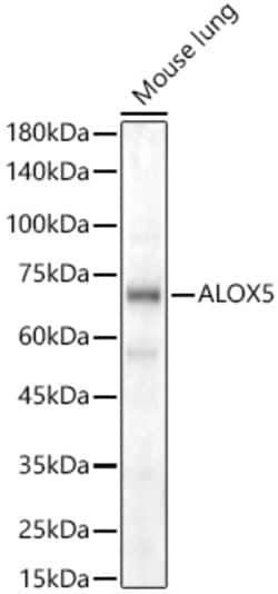 Invitrogen ALOX5 Polyclonal Antibody 100 &mu;L | Buy Online | Invitrogen&trade; | Fisher Scientific