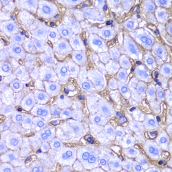 Invitrogen HLA-A Polyclonal Antibody 100 &mu;L; Unconjugated:Antibodies,