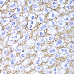 Invitrogen HLA-A Polyclonal Antibody 100 &mu;L; Unconjugated:Antibodies,