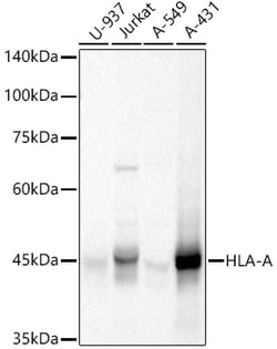 Invitrogen HLA-A Polyclonal Antibody 100 &mu;L; Unconjugated:Antibodies,