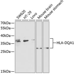 Invitrogen HLA-DQA1 Polyclonal Antibody 100 &mu;L; Unconjugated:Antibodies,