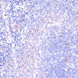 Invitrogen CD18 Polyclonal Antibody 100 &mu;L | Buy Online | Invitrogen&trade; | Fisher Scientific