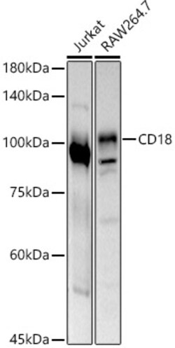 Invitrogen CD18 Polyclonal Antibody 100 &mu;L | Buy Online | Invitrogen&trade; | Fisher Scientific