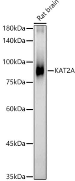 Invitrogen GCN5 Polyclonal Antibody 100 &mu;L | Buy Online | Invitrogen&trade; | Fisher Scientific