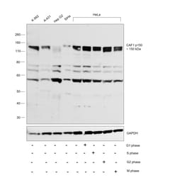 CAF1 p150 Polyclonal Antibody:Antibodies, Polyclonal