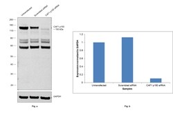 CAF1 p150 Polyclonal Antibody:Antibodies, Polyclonal