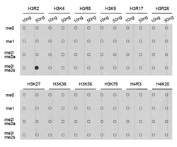 Invitrogen H3R2me2s Polyclonal Antibody 100 &mu;L; Unconjugated:Antibodies,