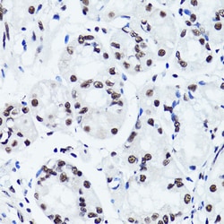 Invitrogen H3R2me2s Polyclonal Antibody 100 &mu;L; Unconjugated:Antibodies,