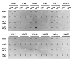 Invitrogen H3R8me2s Polyclonal Antibody 100 &mu;L; Unconjugated:Antibodies,