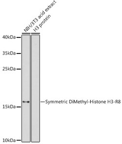 Invitrogen H3R8me2s Polyclonal Antibody 100 &mu;L; Unconjugated:Antibodies,