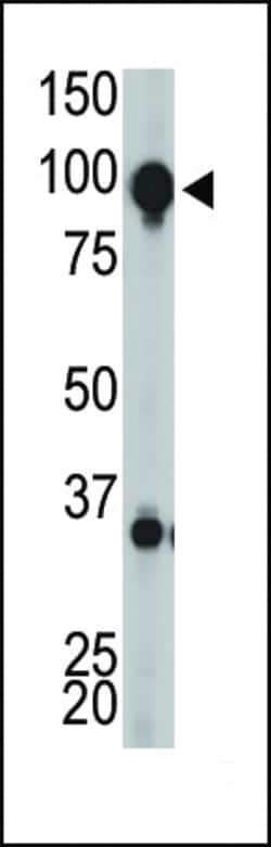 Invitrogen mGluR8 Polyclonal Antibody 400 &mu;L; Unconjugated:Antibodies,