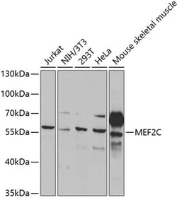 Invitrogen MEF2C Polyclonal Antibody 100 &mu;L; Unconjugated:Antibodies,