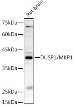 Invitrogen MKP-1 Polyclonal Antibody 100 &mu;L; Unconjugated:Antibodies,