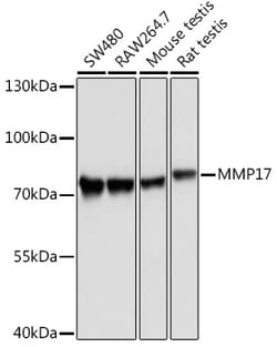 Invitrogen MMP17 Polyclonal Antibody 100 &mu;L; Unconjugated:Antibodies,