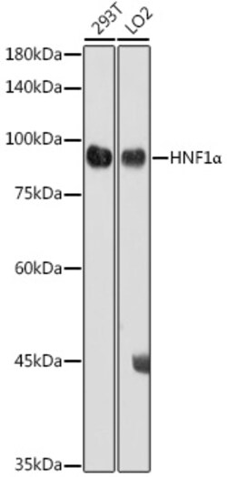 Invitrogen HNF1A Polyclonal Antibody 100 &mu;L; Unconjugated:Antibodies,