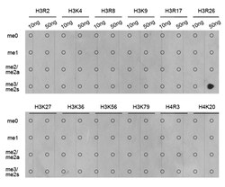 Invitrogen H3R26me2s Polyclonal Antibody 100 &mu;L; Unconjugated:Antibodies,