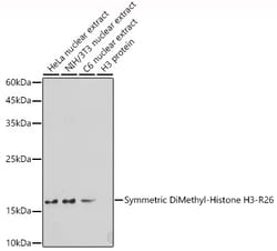 Invitrogen H3R26me2s Polyclonal Antibody 100 &mu;L; Unconjugated:Antibodies,