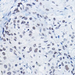 Invitrogen H4R3me1 Polyclonal Antibody 100 &mu;L; Unconjugated:Antibodies,