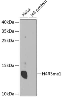 Invitrogen H4R3me1 Polyclonal Antibody 100 &mu;L; Unconjugated:Antibodies,