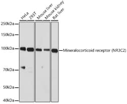 Invitrogen NR3C2 Polyclonal Antibody 100 &mu;L | Buy Online | Invitrogen&trade; | Fisher Scientific