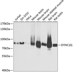 Invitrogen DYNC1I1 Polyclonal Antibody 100 μL; Unconjugated:Antibodies,