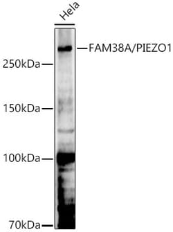 Invitrogen PIEZO1 Polyclonal Antibody 100 &mu;L; Unconjugated:Antibodies,