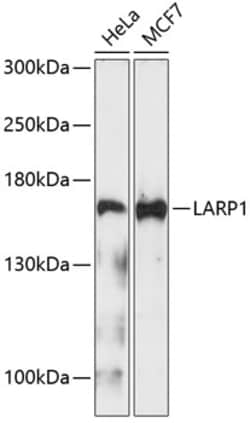 Invitrogen LARP1 Polyclonal Antibody 100 &mu;L; Unconjugated:Antibodies,