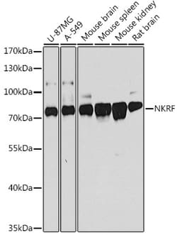 Invitrogen NKRF Polyclonal Antibody 100 &mu;L; Unconjugated:Antibodies,