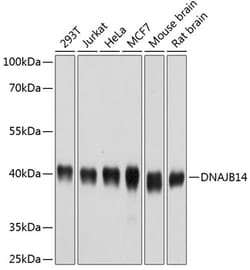 Invitrogen DNAJB14 Polyclonal Antibody 100 &mu;L; Unconjugated:Antibodies,