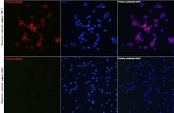 Invitrogen CD81 Polyclonal Antibody 100 &mu;L; Unconjugated:Anticuerpos