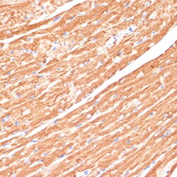 Invitrogen Cytochrome B5 Polyclonal Antibody 100 &mu;L; Unconjugated:Antibodies,