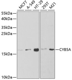 Invitrogen Cytochrome B5 Polyclonal Antibody 100 &mu;L; Unconjugated:Antibodies,