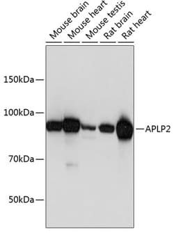 Invitrogen APLP2 Polyclonal Antibody 100 &mu;L; Unconjugated:Antibodies,